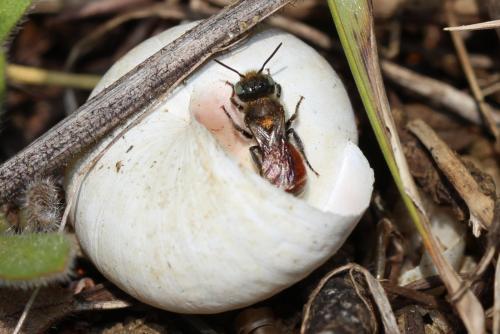 Réf. 251 683 : Osmia andrenoides